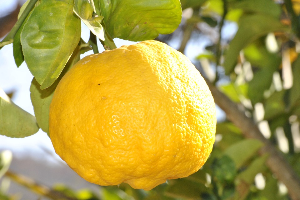 lemon hanging on tree