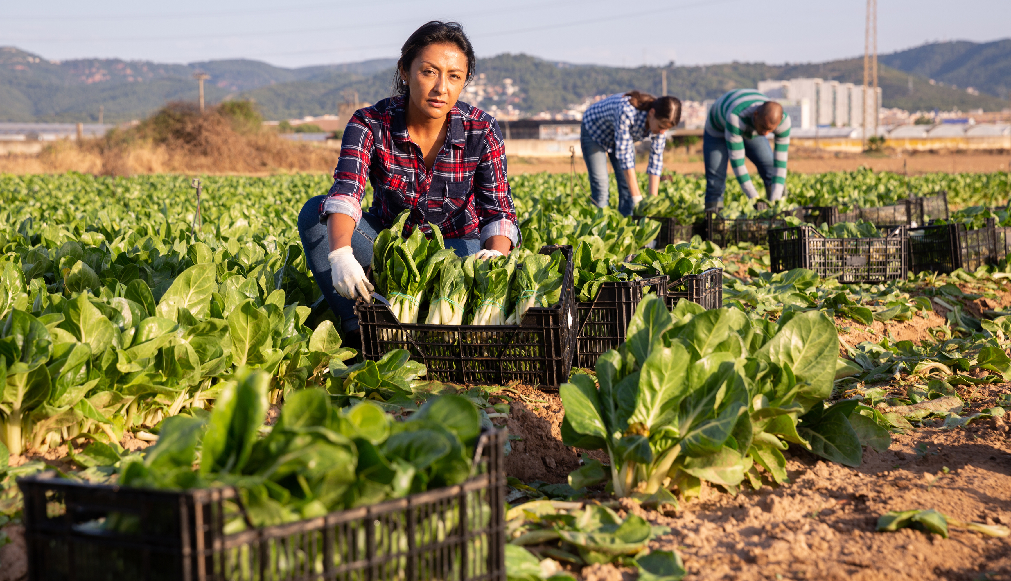 Green agriculture female empowerment