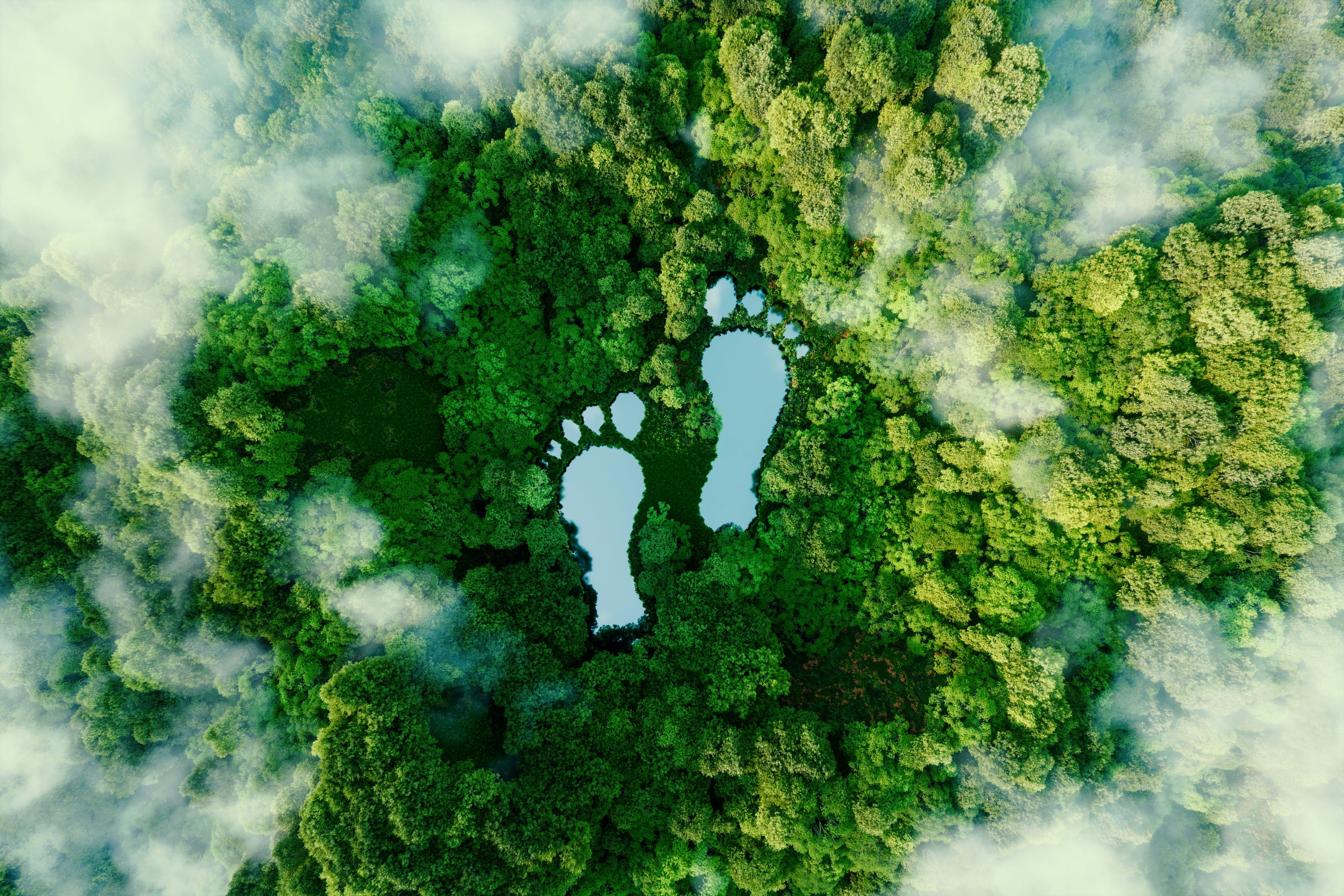 Footprints in the rainforest