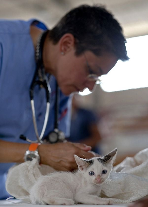 animal healthcare exports