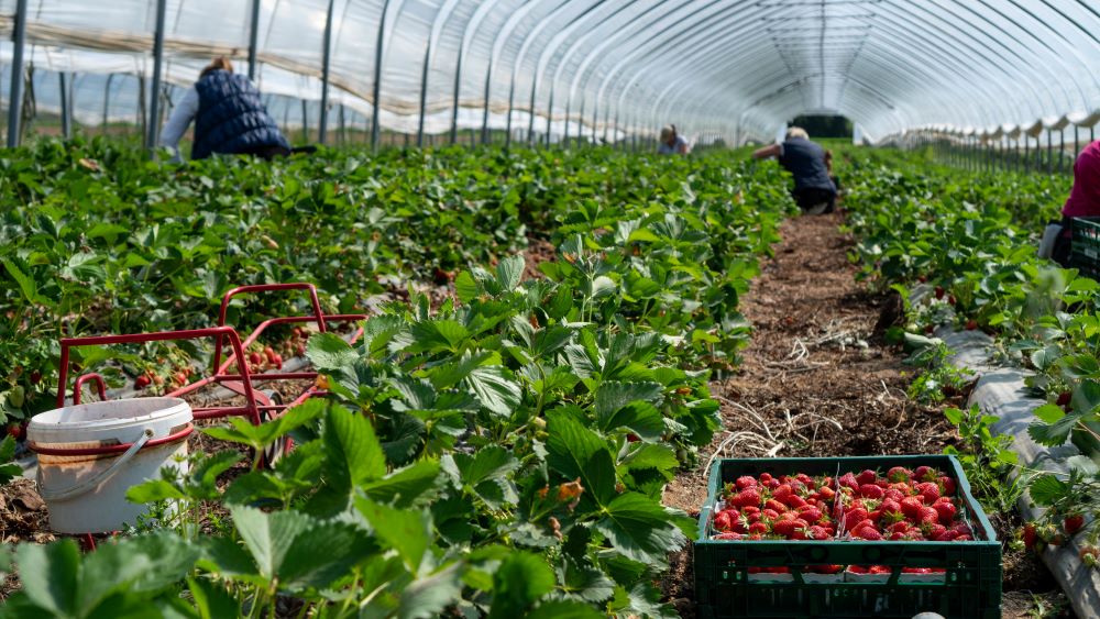 fruit pickers