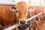 BTOM Timeline Today Livestock