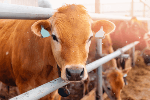 BTOM Timeline Today Livestock