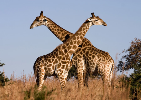 giraffe-to-use
