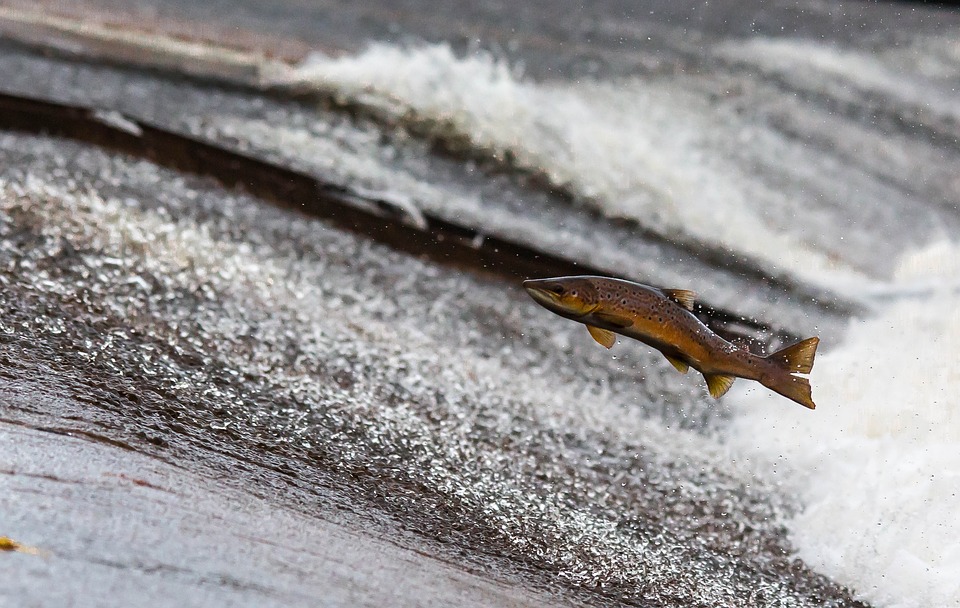 salmon leaping upstream