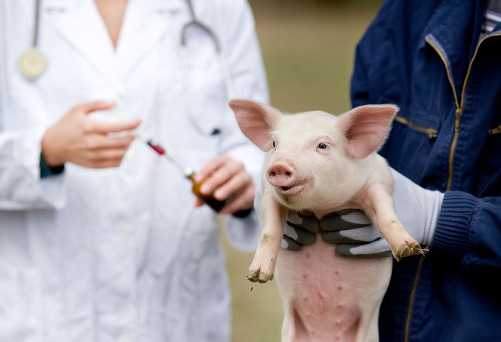 pigs antibiotics